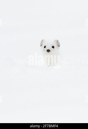 Ermine, Stoat, belette à queue courte (Mustela erminea), portrait avec fourrure d'hiver dans la neige, Suisse Banque D'Images
