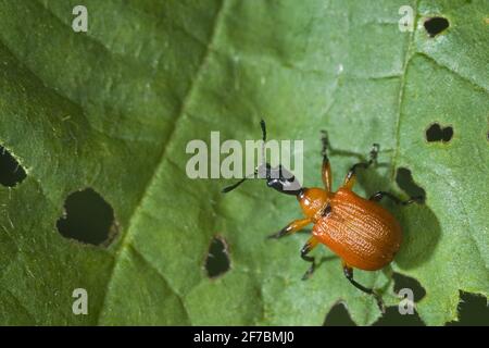 Hazel weevil (Apoderus coryli), se trouve sur une feuille érodée, en Autriche Banque D'Images