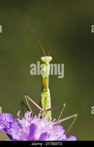 La mante religieuse européenne (Mantis religiosa), se trouve sur un terrain scabieux, Knautia arvensis, Autriche Banque D'Images