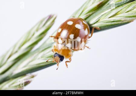 Coccinelle à pois crème, coccinelle à pois crème, coccinelle à pois crème, coccinelle à pois crème (Calvia quatuordécimguttata), repose sur une lame d'herbe, Banque D'Images