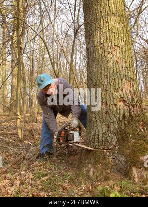 Bûcheron avec tronçonneuse à l'œuvre dans la forêt , Autriche, Basse-Autriche Banque D'Images