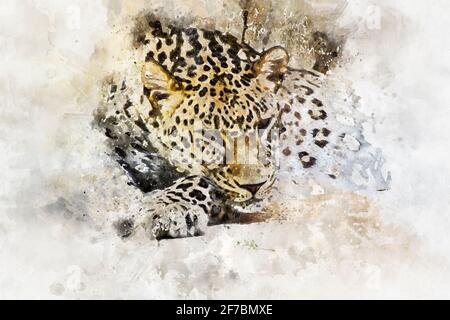 Aquarelle, puissant léopard au repos, mammifère sauvage avec peau de tache Banque D'Images