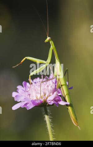 La mante religieuse européenne (Mantis religiosa), se trouve sur un terrain scabieux, Knautia arvensis, Autriche Banque D'Images