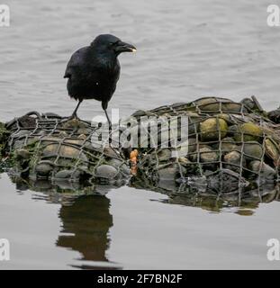 Corbeau de carrion (Corvus corone, Corvus corone corone), avec arachides, Allemagne, Hambourg Banque D'Images