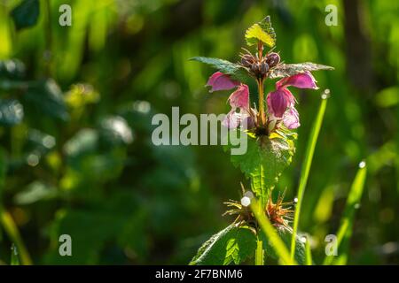 Photographie sélective de la fleur médicinale de l'ortie morte variégée, Lamium maculatum (L.) L. Abruzzes, Italie, Europe Banque D'Images