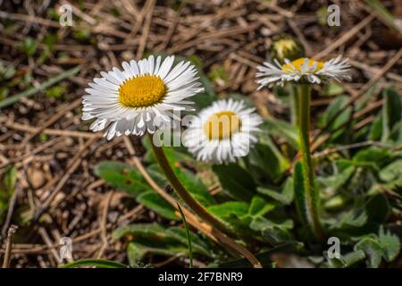 Fleurs de Daisy au printemps, Bellis sylvestris Cirillo, le jour ensoleillé du printemps. Abruzzes, Italie, Europe Banque D'Images