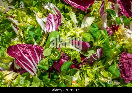 Salade mixte avec radicchio, roquette, laitue, escarole et salade mixte. Mangez sainement. Abruzzes, Italie, Europe Banque D'Images