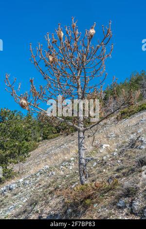 PIN mort avec nids processifs, Thaumetopoea pityocampa, sur le mont Morrone dans les Abruzzes. Abruzzes, Italie, Europe Banque D'Images