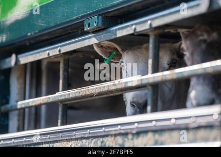 Moutons dans un chariot de transport de bétail. Cumbria, Royaume-Uni. Banque D'Images