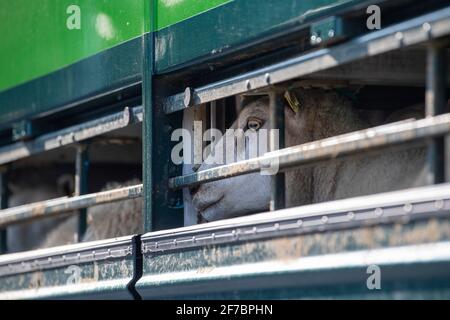 Moutons dans un chariot de transport de bétail. Cumbria, Royaume-Uni. Banque D'Images