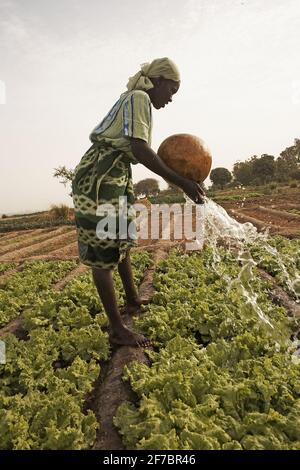 Afrique /Mali/Segou/femmes irriguent son champ de salade avec de l'eau qu'elle a transportée dans des calabisses du fleuve . Banque D'Images