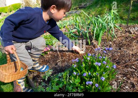 Enfant garçon de 4 ans tenant le panier atteignant pour le chocolat Pâques Lapin dans le jardin fleuri sur la chasse aux œufs Carmarthenshire pays de Galles Royaume-Uni Grande-Bretagne KATHY DEWITT Banque D'Images