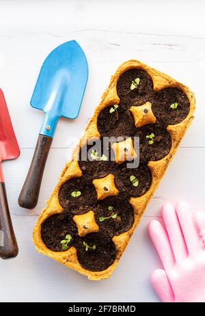 Petits plats poussant dans la boîte jaune d'oeufs de poulet en carton dans le sol noir. Brisez la tasse en papier biodégradable et plantez dans le sol à l'extérieur. Aucune réutilisation des déchets Banque D'Images