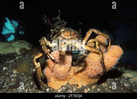 Grand crabe araignée (Hyas araneus) sur les doigts d'homme mort, Royaume-Uni. Banque D'Images