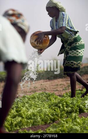 Afrique /Mali/Segou/femmes irriguent son champ de salade avec de l'eau qu'elle a transportée dans des calabisses du fleuve . Banque D'Images