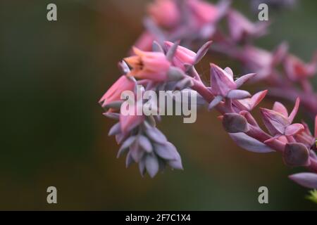 Echeveria runyonii plante succulente native avec des inflorescences de rose qui se propagent sur la composition abstraite. Banque D'Images