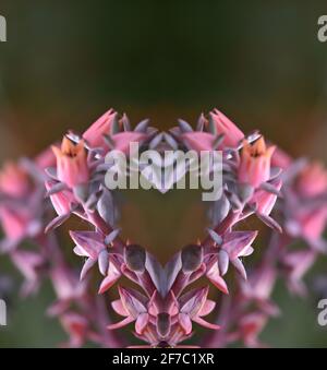 Echeveria runyonii plante succulente native avec des inflorescences de rose qui se propagent sur une composition en forme de coeur. Banque D'Images