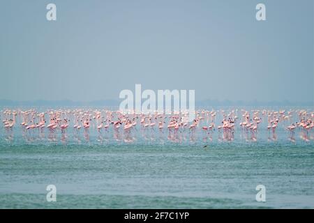 Oiseaux roses flamants au lac de sel de Sambhar au Rajasthan. Inde Banque D'Images