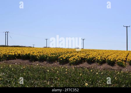 Champs de Daffodil à Bridge près de Portreath, Cornwall. Rangées de jonquilles au soleil de printemps avec ciel bleu copier l'espace pour ajouter du texte. Banque D'Images