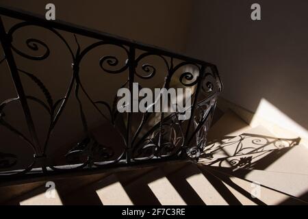 Balustrade antique ornée forgeant dans les rayons du soleil provenant de la fenêtre à sa silhouette reflétée sur les escaliers et le mur en pierre. Jeu de lumière et d'ombre. Banque D'Images