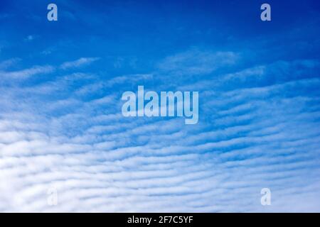 Gros plan de cirrocumulus nuages blancs sur ciel bleu clair, plein cadre, photographie. Banque D'Images