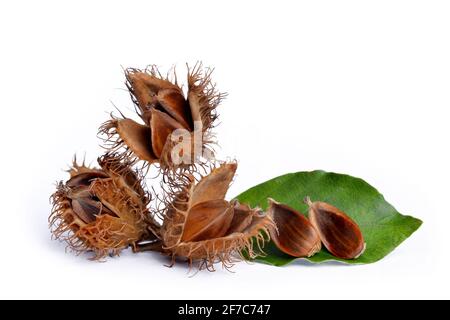 Beechnuts européens (Fagus sylvatica) isolés sur fond blanc. Banque D'Images