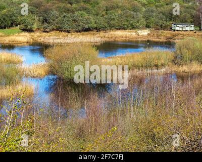 Habitat des terres humides à Fairburn ings, West Yorkshire, Angleterre Banque D'Images