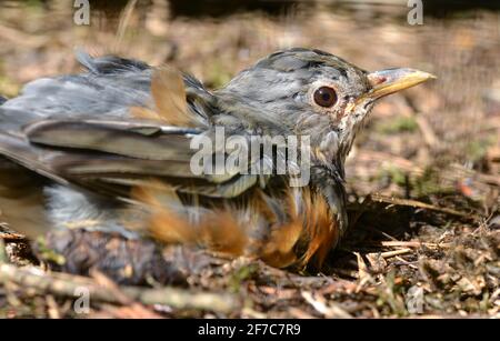 La Grive à dos gris (Turdus hortulorum) est une espèce d'oiseau vivant dans le nord-est de la Chine et dans l'extrême-Orient de la Russie. Banque D'Images