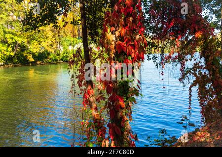 Magnifique paysage fluvial d'automne avec ivie rouge à l'Isle-Adam, département du Val-d'Oise à Île-de-France dans le nord de la France. Coloré automne nature backg Banque D'Images