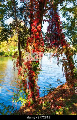 Magnifique paysage fluvial d'automne avec ivie rouge à l'Isle-Adam, département du Val-d'Oise à Île-de-France dans le nord de la France. Nature automnale colorée Banque D'Images