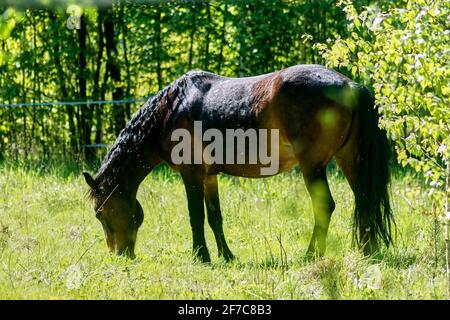 le cheval mange de l'herbe dans une clairière, au printemps Banque D'Images
