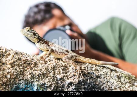 rock agama Banque D'Images