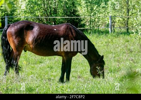 le cheval mange de l'herbe dans une clairière, au printemps Banque D'Images