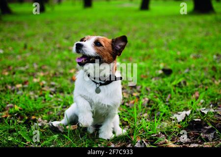 Mignon chien dans le parc, Jack russell couché dans l'herbe Banque D'Images