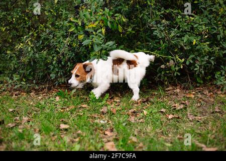 Mignon chien dans le parc, Jack russell couché dans l'herbe Banque D'Images