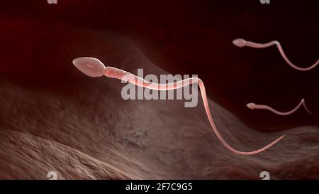 Spermatozoïdes mâles flottant à l'ovule dans la trompe de Fallope. Illustration 3D Banque D'Images