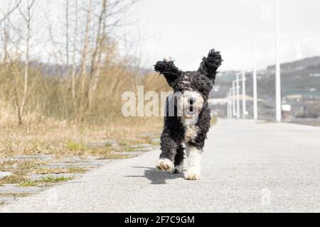 Running dog Banque D'Images