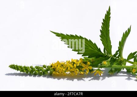 Plante herbeuse en fleurs Agromie commune (Agrimonia eupatoria) avec feuille verte sur fond blanc. Banque D'Images