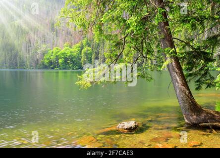 Le lac noir est le plus grand lac du parc national de Sumava, République tchèque. Banque D'Images