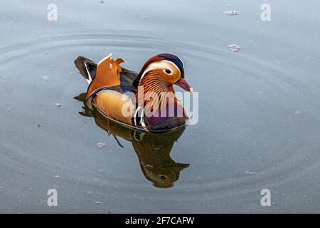 Mandarin Drake, Aix galericulata.canard mâle dans l'étang, Weinbergspark, Mitte, Berlin Banque D'Images