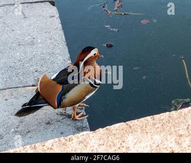 Mandarin Drake, Aix galericulata. Canard mâle à côté de l'étang, Weinbergspark, Mitte, Berlin Banque D'Images