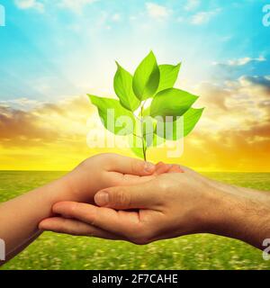 Mains avec plante croissante au coucher du soleil. Le concept de protection de l'environnement. Banque D'Images