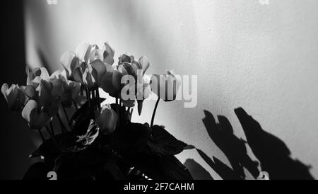 Le concept de chagrin. Les fleurs de cyclamen ombent les silhouettes contre les murs. Arrière-plan abstrait. Un jeu de lumière et d'ombre. Photo noir et blanc. Banque D'Images