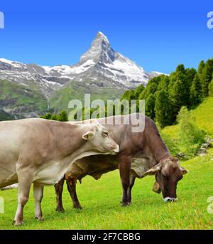 Pâturage de la vache dans le pré. En arrière-plan du Cervin - Alpes Pennines, Suisse Banque D'Images