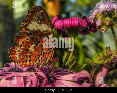 Orange lacwing le papillon se nourrissant sur le nectar de fleur. Banque D'Images