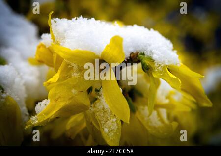 La neige se trouve sur les fleurs à Prague, République tchèque, le 6 avril 2021. (CTK photo/Katerina Sulova) Banque D'Images