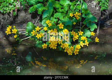 Marsh Marigold usine à côté d'un ruisseau. Marsh Marigold ou Kingcup Banque D'Images
