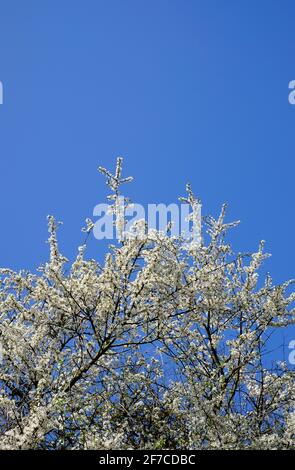 fleur blanche sur l'arbre noir, norfolk, angleterre Banque D'Images
