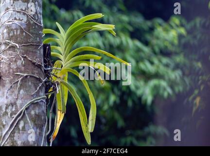 Une orchidée verte sur le tronc de l'arbre avec le backgroun flou Banque D'Images