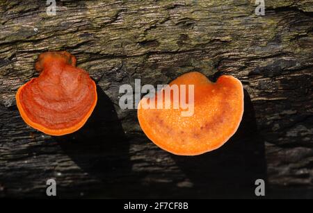 Fomitopsidaceae, qui pousse sur un tronc d'arbre mort, est une famille de champignons de l'ordre des Polyporales Banque D'Images